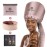 Bonnet Hood Hair Dryer Attachment - Soft, Adjustable Extra Large Bonnet Hair Dryer for Speeds Up Drying Time at Home, Easy to Use for Styling, Curling and Deep Conditioning (Pink)